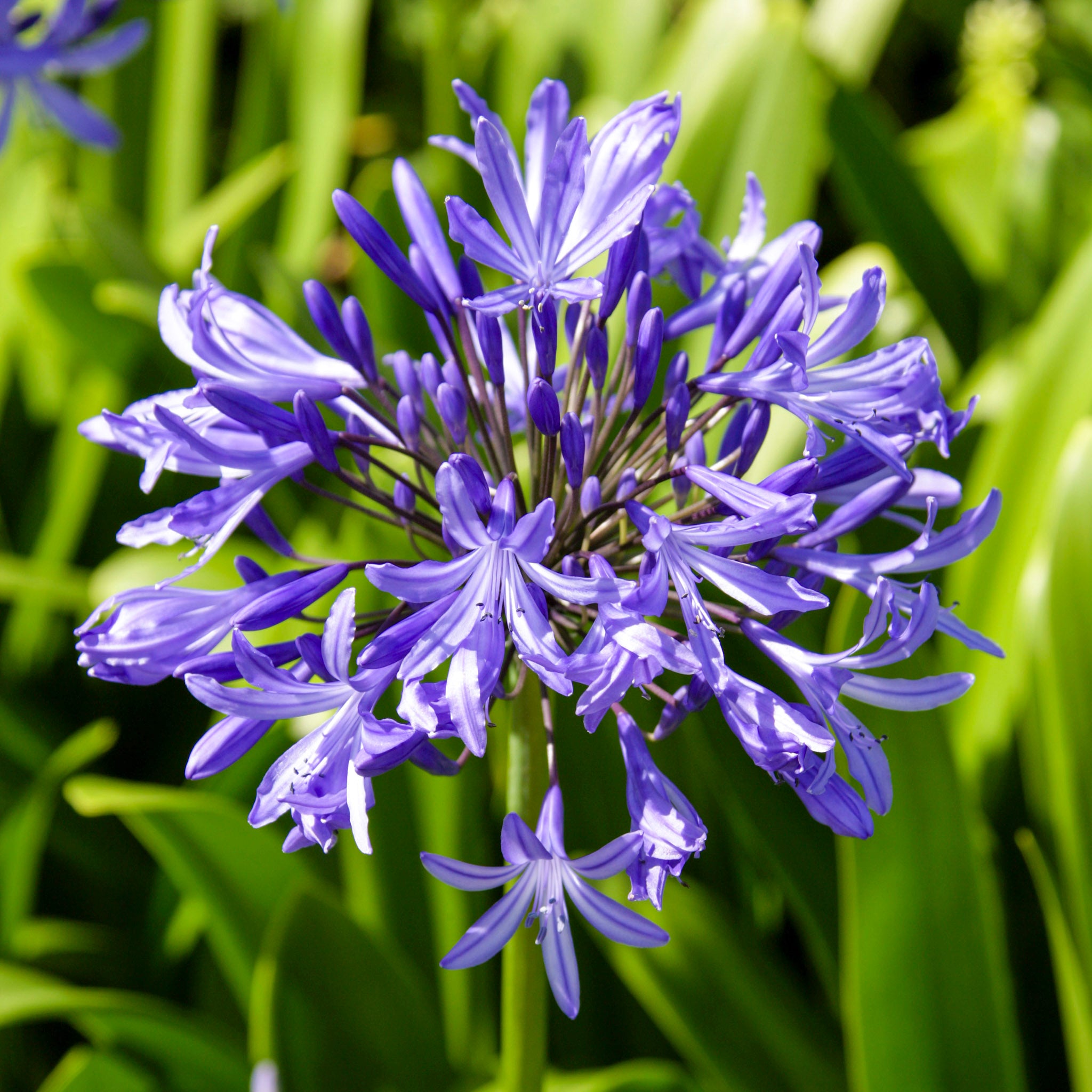 Skærmlilje - Guide til dyrkning og pasning af agapanthus